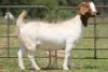 1X BOERBOK OOI/EWE S # 1520188