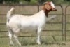 1X BOERBOK OOI/EWE S # 1520188 - 2