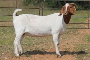 1X BOERBOK OOI/EWE S # 200