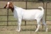 1X BOERBOK OOI/EWE S # 200 - 2