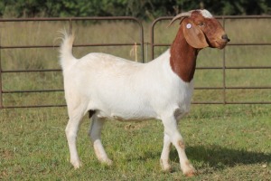 1X BOERBOK OOI/EWE S#1520143