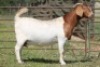 1X BOERBOK OOI/EWE S#1520177 - 2