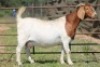 1X BOERBOK OOI/EWE S#1520177 - 3