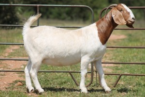 1X BOERBOK OOI/EWE S # 1520120