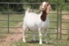 1X BOERBOK OOI/EWE S # 1520120 - 2