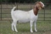 1X BOERBOK OOI/EWE S # 1520120 - 3