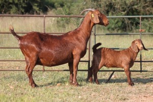 3+5X KALAHARI RED OOI/EWE FLOCK (PAY PER ANIMAL TO TAKE ALL)