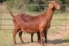 3+5X KALAHARI RED OOI/EWE FLOCK (PAY PER ANIMAL TO TAKE ALL) - 3