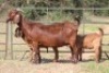 3+5X KALAHARI RED OOI/EWE FLOCK (PAY PER ANIMAL TO TAKE ALL) - 6