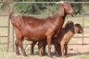 3+5X KALAHARI RED OOI/EWE FLOCK (PAY PER ANIMAL TO TAKE ALL) - 7