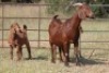3+5X KALAHARI RED OOI/EWE FLOCK (PAY PER ANIMAL TO TAKE ALL) - 8