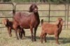 3+5X KALAHARI RED OOI/EWE FLOCK (PAY PER ANIMAL TO TAKE ALL) - 9