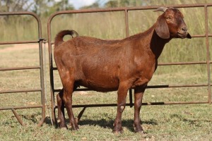 3X KALAHARI RED OOI/EWE FLOCK (PAY PER ANIMAL TO TAKE ALL)