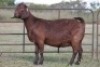 3X KALAHARI RED OOI/EWE FLOCK (PAY PER ANIMAL TO TAKE ALL) - 4