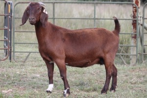 3X KALAHARI RED OOI/EWE FLOCK (PAY PER ANIMAL TO TAKE ALL)