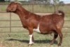 3X KALAHARI RED OOI/EWE FLOCK (PAY PER ANIMAL TO TAKE ALL) - 3