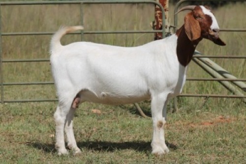 1X BOERBOK OOI/EWE S # KR133/128