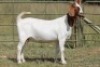 1X BOERBOK OOI/EWE S # KR133/128 - 2