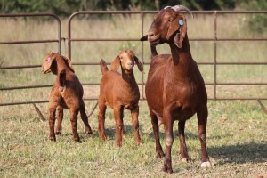 3+6X KALAHARI RED OOI/EWE FLOCK (PAY PER ANIMAL TO TAKE ALL)