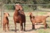 3+6X KALAHARI RED OOI/EWE FLOCK (PAY PER ANIMAL TO TAKE ALL) - 3