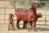 3+6X KALAHARI RED OOI/EWE FLOCK (PAY PER ANIMAL TO TAKE ALL) - 4