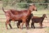 3+6X KALAHARI RED OOI/EWE FLOCK (PAY PER ANIMAL TO TAKE ALL) - 6