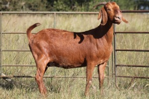 3X KALAHARI RED OOI/EWE FLOCK (PAY PER ANIMAL TO TAKE ALL)