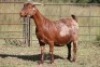 3X KALAHARI RED OOI/EWE FLOCK (PAY PER ANIMAL TO TAKE ALL) - 2