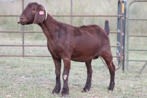 3X KALAHARI RED OOI/EWE FLOCK FLOCK (PAY PER ANIMAL TO TAKE ALL)