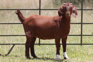 2X KALAHARI RED OOI/EWE FLOCK (PAY PER ANIMAL TO TAKE ALL)