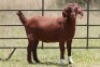 2X KALAHARI RED OOI/EWE FLOCK (PAY PER ANIMAL TO TAKE ALL)