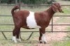 2X KALAHARI RED OOI/EWE FLOCK (PAY PER ANIMAL TO TAKE ALL) - 2