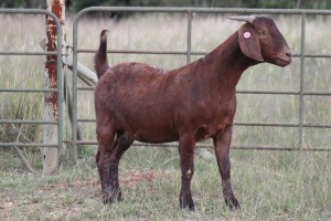 3X KALAHARI RED OOI/EWE FLOCK (PAY PER ANIMAL TO TAKE ALL)