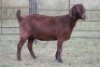 3X KALAHARI RED OOI/EWE FLOCK (PAY PER ANIMAL TO TAKE ALL) - 2