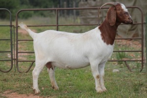 1X BOERBOK OOI/EWE S #1520172