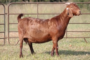 1X KALAHARI RED OOI/EWE FLOCK