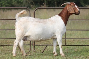 1X BOERBOK OOI/EWE S # 1520147