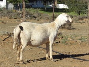 LOT 36 1X MEATMASTER OOI MET LAM/EWE WITH LAMB WILGERBOOM MEATMASTERS