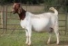 1X BOERBOK OOI/EWE S # 1520147 - 3