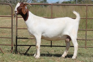 1X BOERBOK OOI/EWE S # KR133/120