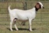 1X BOERBOK OOI/EWE S # KR133/120 - 2