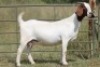 1X BOERBOK OOI/EWE S # KR133/120 - 3