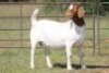 1X BOERBOK OOI/EWE S # 1520181