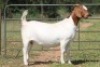 1X BOERBOK OOI/EWE S # 1520181 - 2