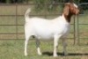 1X BOERBOK OOI/EWE S # 1520181 - 3