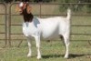 1X BOERBOK OOI/EWE S # 1520181 - 4