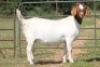 1X BOERBOK OOI/EWE S # 1520181 - 5