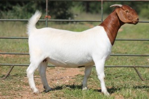 1X BOERBOK OOI/EWE S # 1520182