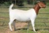 1X BOERBOK OOI/EWE S # 1520182