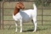 1X BOERBOK OOI/EWE S # 1520182 - 5